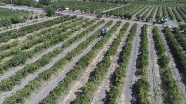 Üzümde Bereket Yılı, Türkiye'nin Yarısı Elazığ'dan Ürün Alıyor