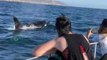 Killer Whales Make a Rare Appearance in San Diego