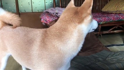 飼い主に足裏こちょこちょされた結果　Tickle tickle!