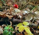 Baby Einstein 11 - Neighborhood Animals - Discovering Familiar Animals (06mos)