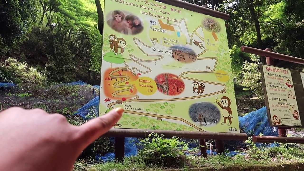 ON DONNE A MANGER AUX SINGES ,Vlog Japon