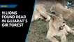 11 lions found dead in Gujarat’s Gir forest