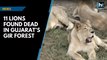 11 lions found dead in Gujarat’s Gir forest