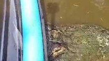Boaters Get Shock of Their Lives When Alligator Appears Under Canoe
