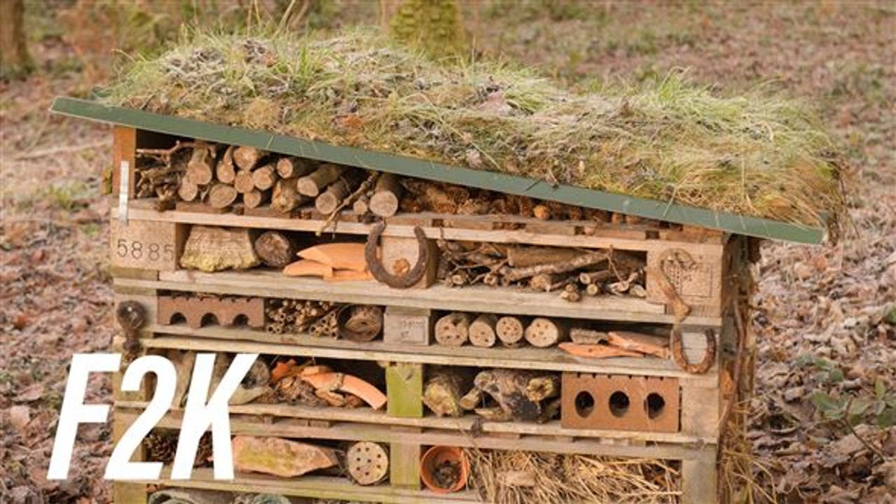 How Amsterdam is ‘buzzy’ saving bees
