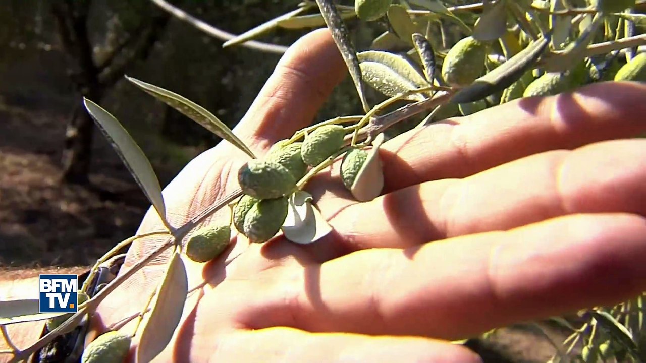 Etiquettes trompeuses, huiles d'olive coupées… Une étude alerte sur la qualité des huiles