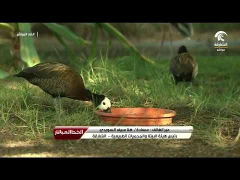 هناء السويدي : حاكم الشارقة يصدر مرسوماً أميرياً بإنشاء محمية الظليمة الطبيعية في الشارقة