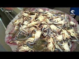 برنامج صباح الشارقة -  أحدث الأسعار و السلع في سوق الجبيل