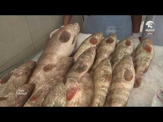 صباح الشارقة: جولة سوق الجبيل 17 - 05 - 2017