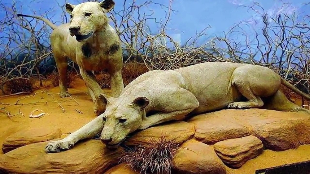 UMA HISTORIA REAL - OS LEÕES DE TSAVO A SOMBRA E A ESCURIDÃO