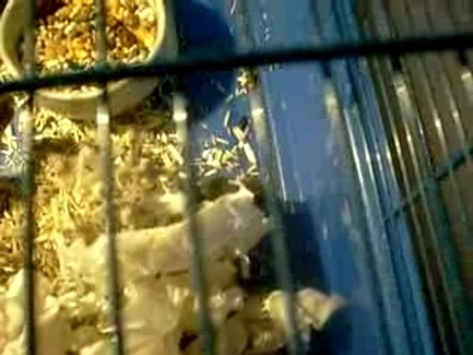 Les bibous de Ange qui crapahute