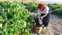 Kapadokya üzümünün pekmeze yolculuğu - NEVŞEHİR