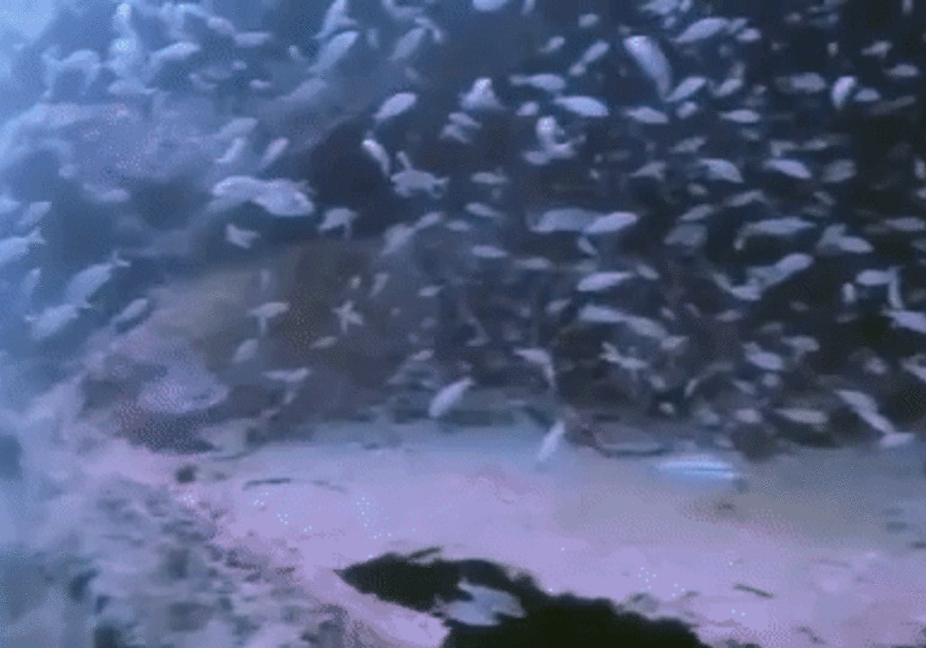 Scuba Diver Startled by Stealthy Shark