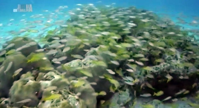 Bahama Blue S01 - Ep01 Blue Holes and Caves HD Watch