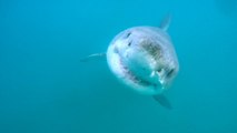 Great White Sharks Have a Secret Lair Deep in the Pacific Ocean