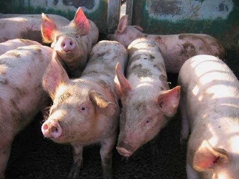 اخر النهار - 195 أصابة بفيروس H1N1 أنفلونزا الخنازير توفي منها 24 حالة حتى الأن