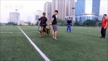 AE team HD-Training malinois dog-chuan bi cho ky thi BH & IPO