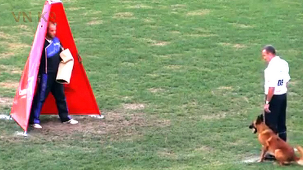 Belgian malinois dog,Theo Sporrer and Arkan,IPO FCI WC 2018