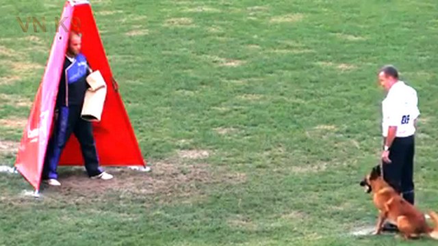 Belgian malinois dog,Theo Sporrer and Arkan,IPO FCI WC 2018