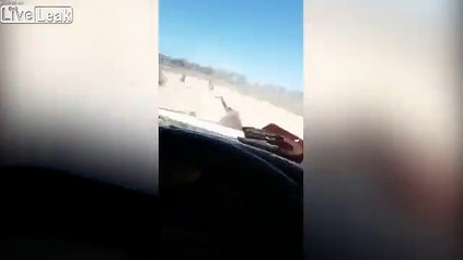 Avustralya, deve kuşlarını 'acımasızca' ezen şoförü arıyor