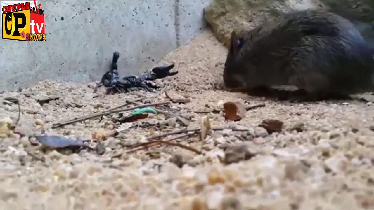 mouse and scorpio fighting