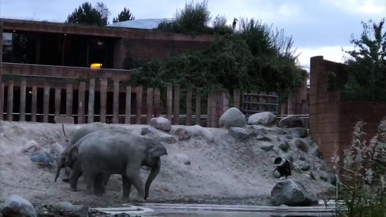 Man Jumps into Elephant Enclosure