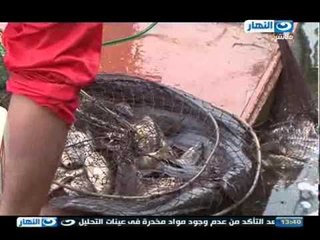 #Lo2ma_Haneya / #لقمة_هنية | تقرير الأسماك النيلي