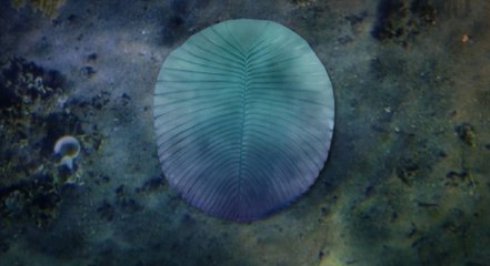 Bilinen İlk Hayvan: 558 Milyon Yıllık Sırrı Kolesterol Çözdü