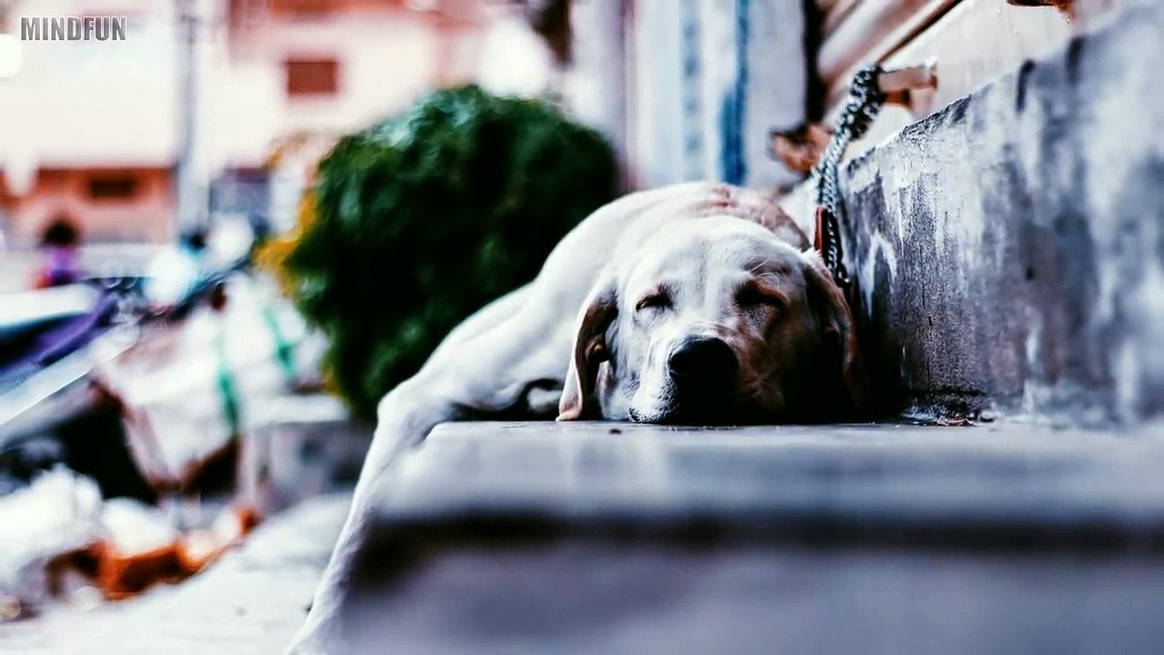 Rumänischer Straßenhund mit einem Geheimnis - Tierschützern bricht es fast das Herz!