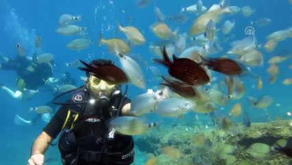 Kaymakam, protokol üyeleriyle dalış yaptı - MUĞLA