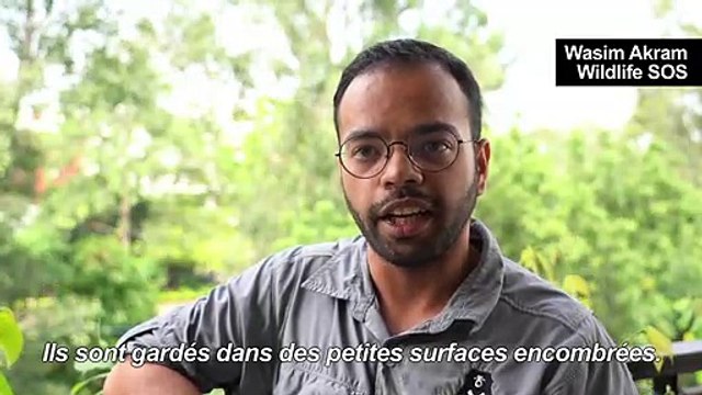 Les derniers éléphants de Delhi menacés d'expulsion