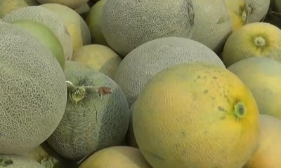 Musim Kemarau Menjadi Berkah Bagi Petani Melon
