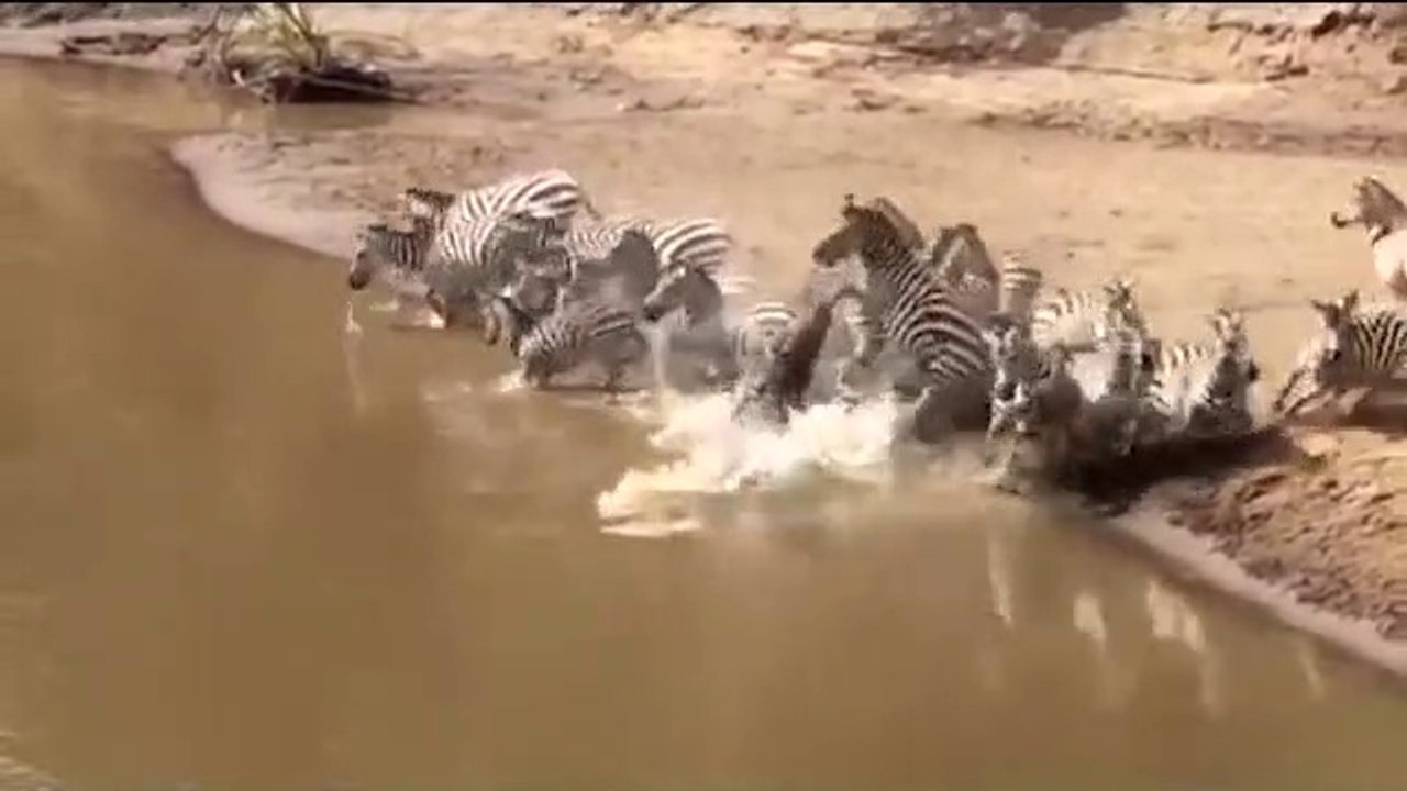Un crocodile géant sort de nulle part pour attaquer un troupeau de zèbres.