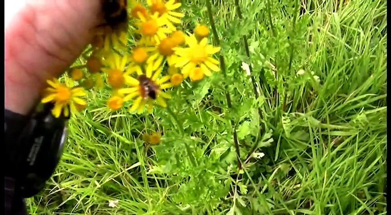 How to Pet a Bee