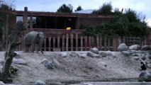 Un homme saute dans un enclos d'éléphants... chaud