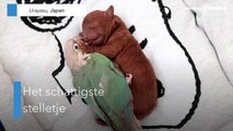 Parkiet en puppy geven elkaar knuffels en kusjes