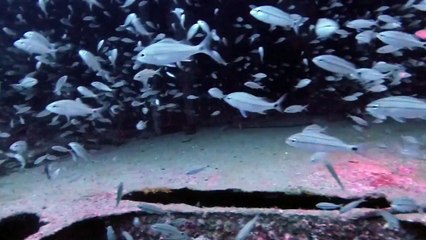 Rencontre avec un grand requin blanc durant une plongée