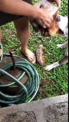 Un chien aide à ouvrir une noix de coco