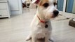 Jack Russell Terrier closes door to hide her guilt