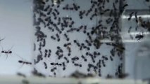 Documental de hormigas