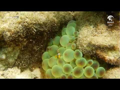 استعدادت مهرجان صير بو نعير الدورة 19 - د. أسامة وهبة