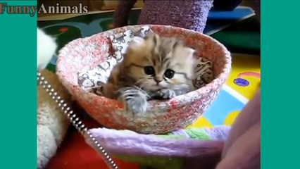Cute Kittens And Funny Kitten Videos Compilation 2017