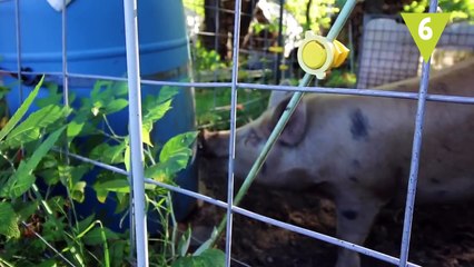 Animales que te salvan la vida y… ¡no lo sabes! (1)