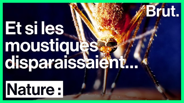 Si les moustiques disparaissaient….