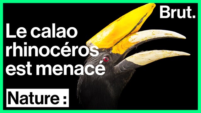 L'étrange calao rhinocéros est en péril