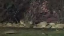 Mischief of Rats Caught on Camera Foraging in Colorado Neighborhood