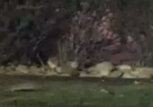 Mischief of Rats Caught on Camera Foraging in Colorado Neighborhood