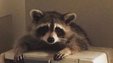 Raccoon Throws Himself a Dinner Party in Toronto Woman's Kitchen