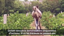 Dromadaire et bio: au Maroc, le vignoble de l'extrême
