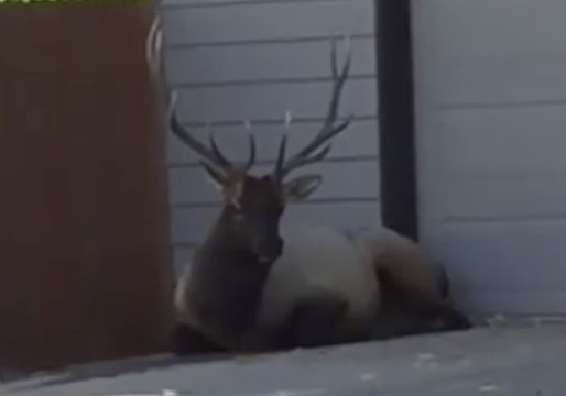 Injured Bull Elk Rests in Shade of Colorado Home
